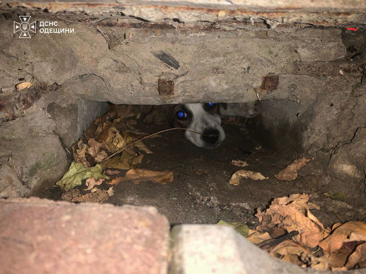 В Одесской области спасатели освободили из ловушек кошку и щенка (фото) В Одесской области спасатели освободили из ловушек кошку и щенка (фото)