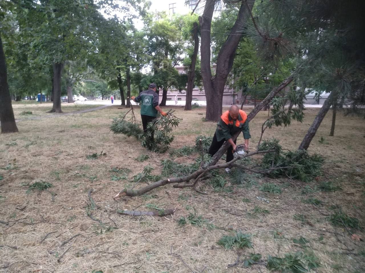 Ночью ветер повалил в Одессе шесть деревьев (фото)