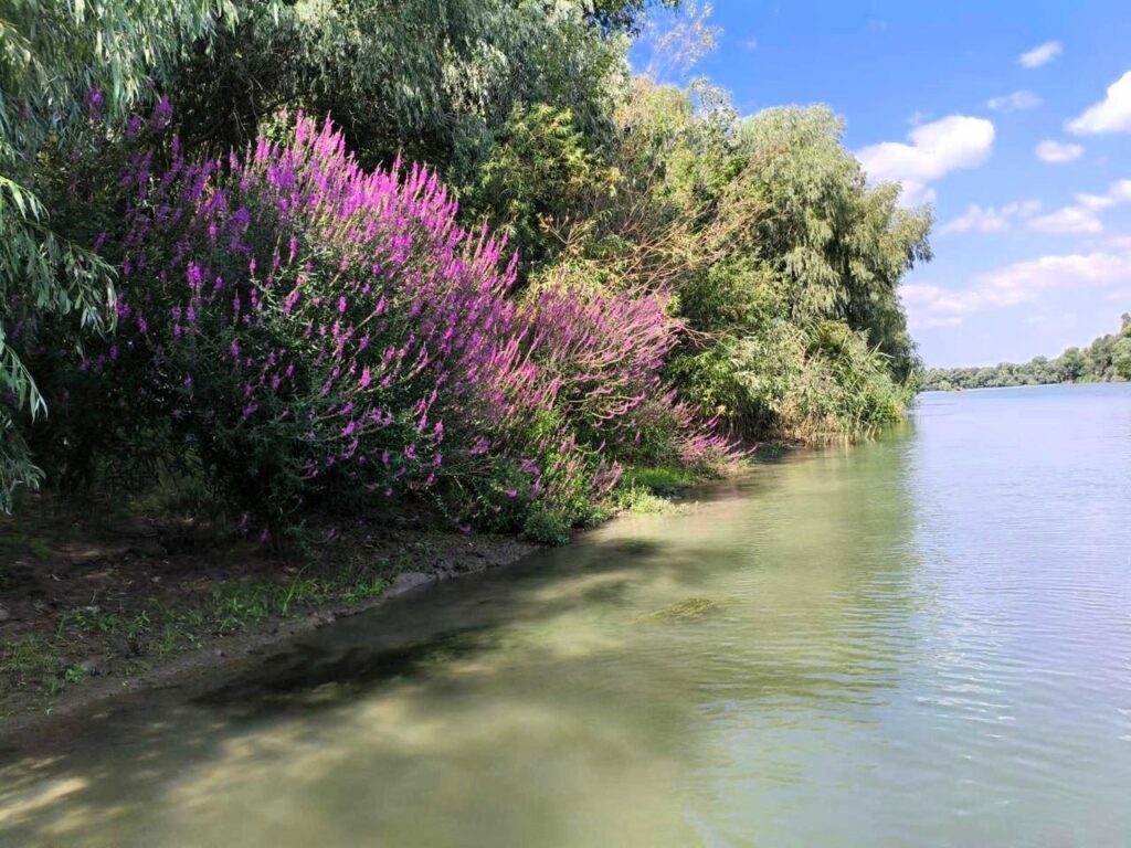 Рожево-фіолетові береги водойм: на півдні Одещини зафіксували пік цвітіння плакун-трави Рожево-фіолетові береги водойм: на півдні Одещини зафіксували пік цвітіння плакун-трави