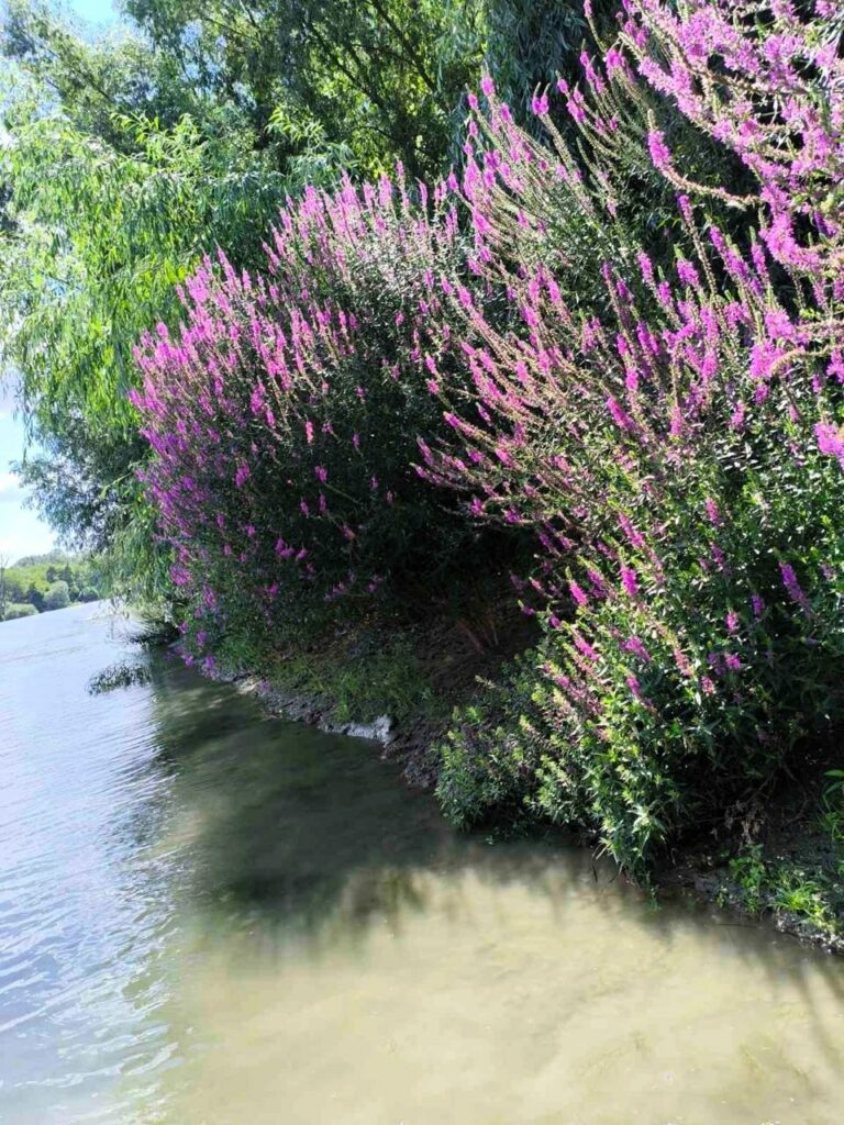 Рожево-фіолетові береги водойм: на півдні Одещини зафіксували пік цвітіння плакун-трави Рожево-фіолетові береги водойм: на півдні Одещини зафіксували пік цвітіння плакун-трави