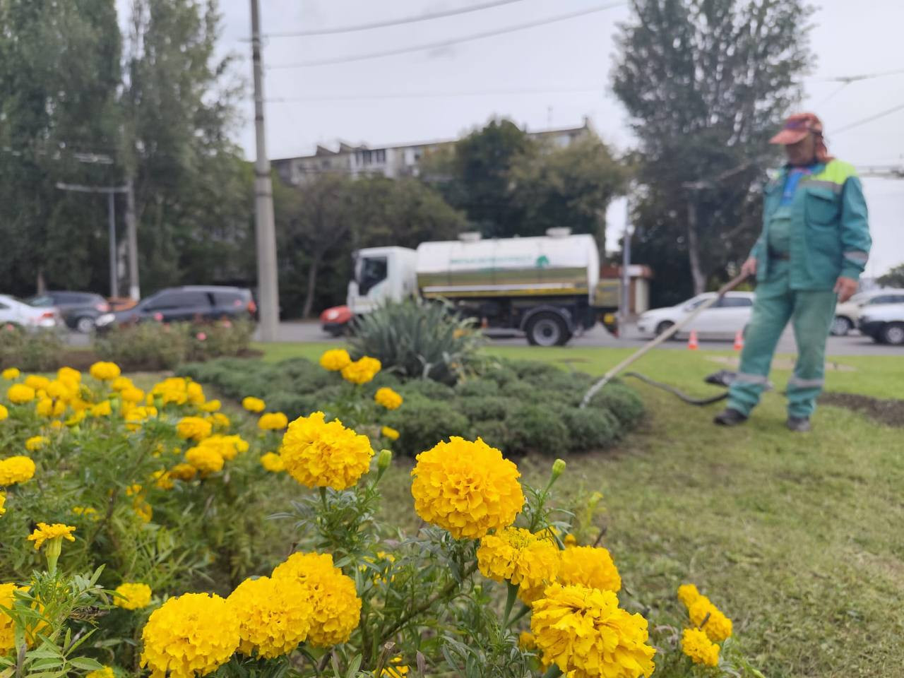 В Одесі цієї осені висадять тисячі хризантем
