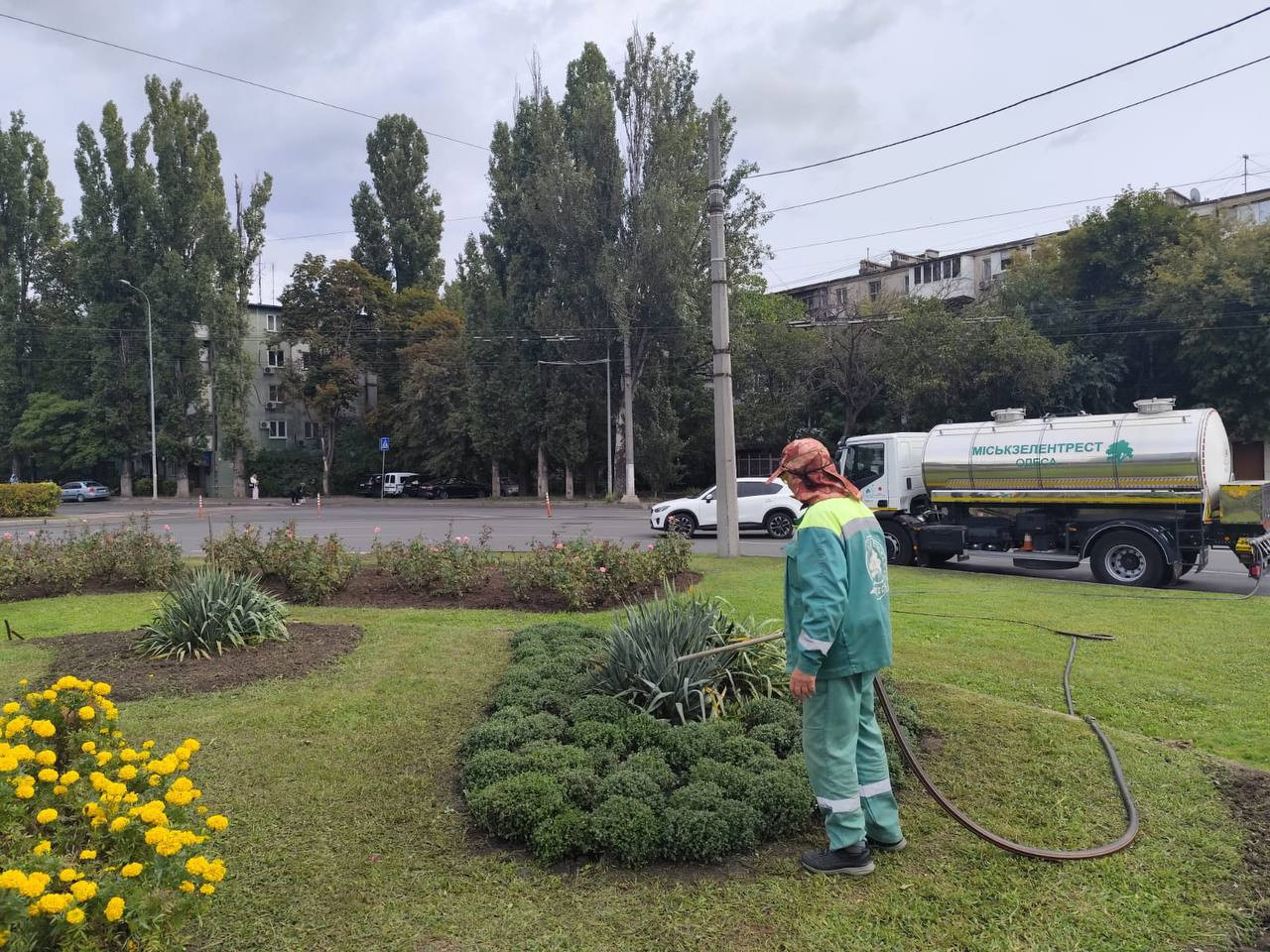 В Одессе этой осенью высадят тысячи хризантем