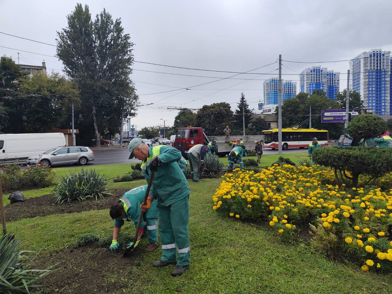 В Одессе этой осенью высадят тысячи хризантем