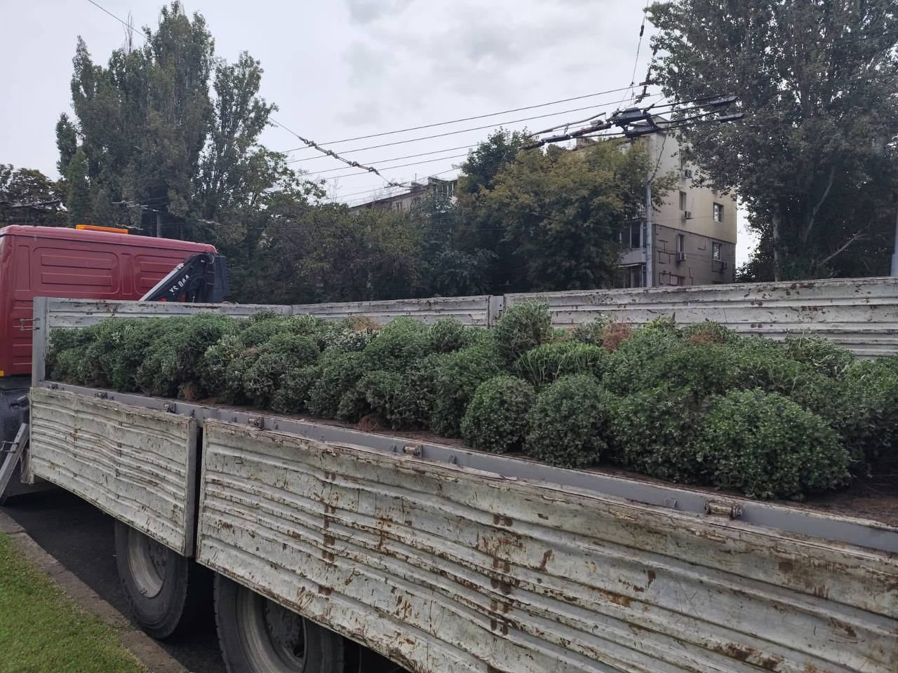 В Одессе этой осенью высадят тысячи хризантем