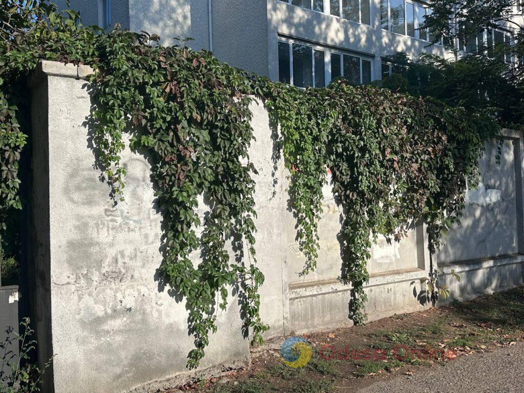 Оксамитовий сезон, сонячні пляжі та повня: як минув тиждень в Одесі