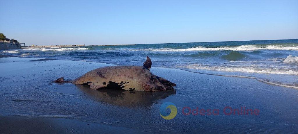 На узбережжя Одеси винесло загиблого китоподібного (фото) На узбережжя Одеси винесло загиблого китоподібного (фото)