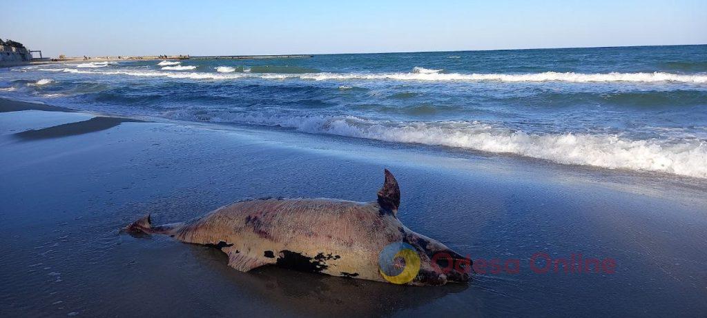 На узбережжя Одеси винесло загиблого китоподібного (фото) На узбережжя Одеси винесло загиблого китоподібного (фото)