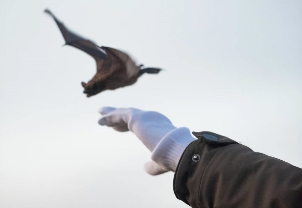 Тиждень кажанів: співзасновниця Bats Ukraine про порятунок і захист рукокрилих на Одещині