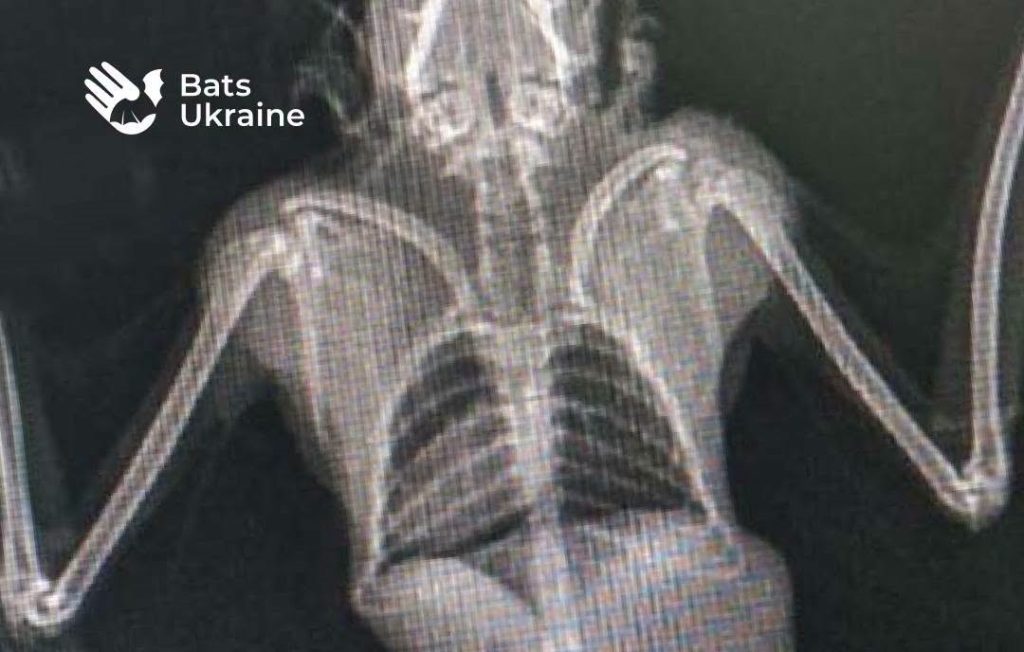 Тиждень кажанів: співзасновниця Bats Ukraine про порятунок і захист рукокрилих на Одещині